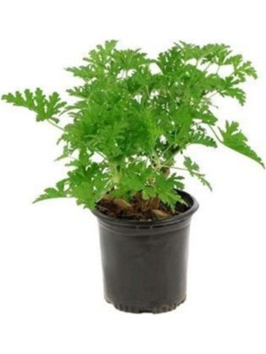 Mythriva Nura Botanik Pelargonium Odoratissimum Itır Bitkisi Gül Damlası