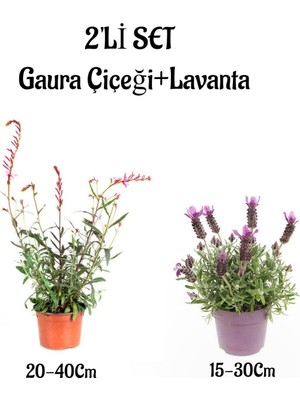 Mythriva Nura Botanik Gaura Çiçeği (20-40 Cm) + Kokulu Mor Lavanta Fidanı (15-30 Cm) Dış Mekan Bitkisi, 2'li Set