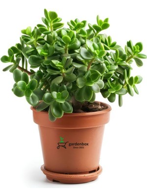 Mythriva Serada Decor & Plant Bereket Çiçeği Crassula Ovata Saksılı Canlı Bitki, Yeşil, 15-25 cm