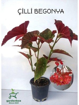 Mythriva Kırmızı Çiçekli Çilli Begonya Çiçeği 1 Adet Saksılı 30-40CM