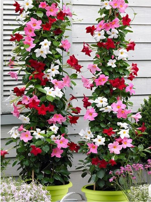 Mythriva Gardenbox Üç Renk Mandevilla Sarmaşık, 30-60 Cm, Renkli Çiçekli Sandavilla Tırmanıcı Bitki
