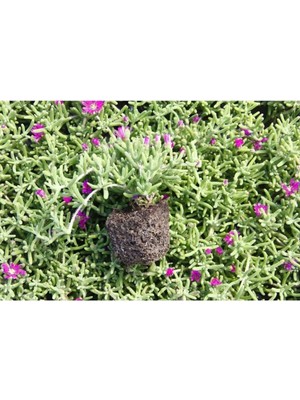 Mythriva Bitkim Sende Acem Halısı Fidanı, 5-15 Cm, Mor Çiçekli Bodur Bitki