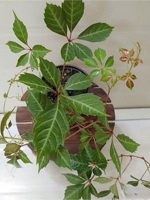 Mythriva Serada Decor & Plant Amerikan Sarmaşığı, 40-80 Cm, Çok Renkli, Peyzaj Bitkisi
