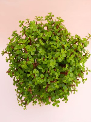 Mythriva Gardenbox Portulacaria Afra Yeşim Para Salon Çiçeği, 15-30CM, Yenilebilir, 1 Adet