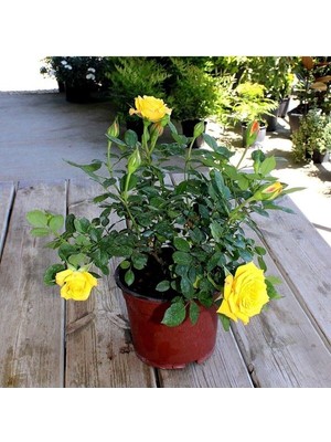 Mythriva Nura Botanik Sarı Yediveren Gül, 50-70 Cm, Saksılı Aşılı Gül