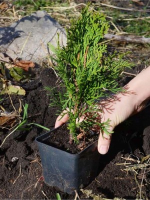 Mythriva Nura Botanik Formlu Leylandi Çam Ağacı Fidanı, 15-30CM, 40 Adet, Tüplü Bahçe Dekorasyon Bitkisi