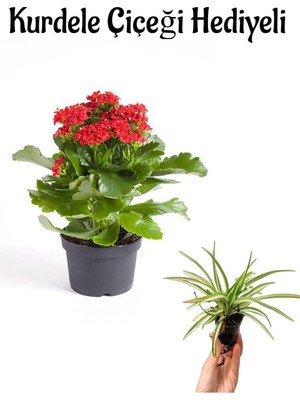 Mythriva Nura Botanik Hediyelik Kırmızı Kalanşo (Kalanchoe) Çiçeği, Kurdele Hediyeli