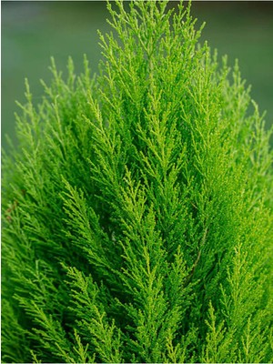 Mythriva Serada Decor & Plant Kokulu Limon Çamı Limoni Servi, 30-40 Cm, Saksılı Dış Mekan Ağacı, Cupressus Macrocarpa, Yeşil