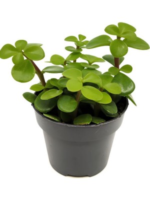 Mythriva Bitkim Sende Mini Saksılı Para Yeşim Çiçeği, Canlı Sukulent Crassula Ovata, 10-15 Cm, Yeşil