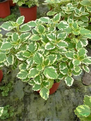 Mythriva Nura Botanik Canlı Formlu Kokulu Benjamin Çiçeği, 1 Adet Saksılı, Plectranthus Forsteri, Yeşil