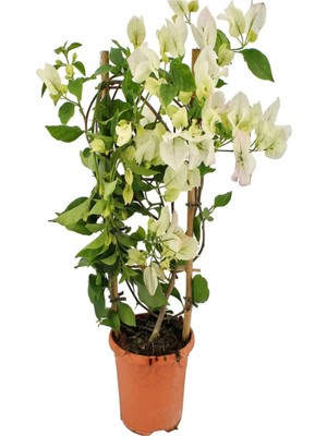 Mythriva Gardenbox Beyaz Begonvil Çiçeği (30-60 Cm) ve Çalı Şimşir (30-40 Cm) 2'li Set, Dış Mekan Bitkisi