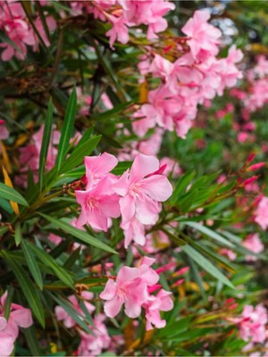 Mythriva Nura Botanik Zakkum Pembe Renkli, 80-100 Cm, Tüplü, 1 Adet, Dış Mekan Bitkisi, Oleander