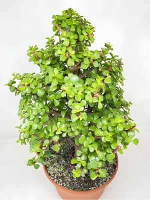 Mythriva Nura Botanik Para Çiçeği Yeşim (Portulacaria Afra), 15-30CM, 1 Adet, Yenilebilir Iç Mekan Bitkisi