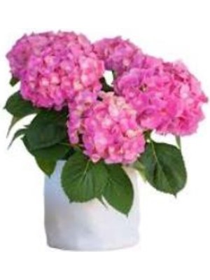 Mythriva Nura Botanik Pastel Pembe Ortanca Fidanı 10-30 Cm, Hydrangea Macrophylla