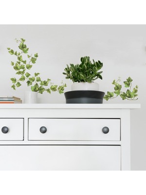 Mythriva Roommates 54225 Sarmaşık