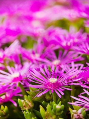Mythriva Gardenbox Mezarlık Üstü Çiçekleri, 4 Adet Mezar, Susuzluğa Dayanıklı, Mor