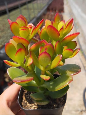 Mythriva Gardenbox Kırmızı Kenarlı Yeşim Çiçeği, Crassula Ovata Saksılı, 15-25 cm
