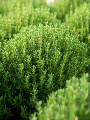 Mythriva Gardenbox Mis Kokulu Kekik Çiçeği Fidanı, 20-30 Cm, Tüplü, Çiçekli Bodur Bitkiler
