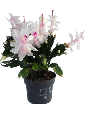 Mythriva Nura Botanik Yılbaşı Çiçeği, Beyaz Renk, 7 cm Saksıda