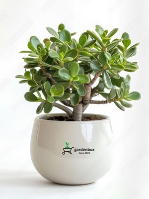 Mythriva Serada Decor & Plant Canlı Yeşim Bitkisi, Crassula Ovata, 15-25 Cm, Yeşil