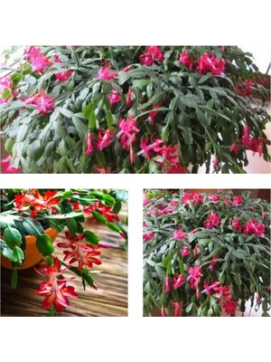 Mythriva Gardenbox Kırmızı Yılbaşı Çiçeği, 20-30 cm Saksılı, Schlumbergera Truncata
