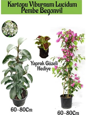 Mythriva Serada Decor & Plant Kartopu Viburnum, Pembe Begonvil, Yaprak Güzeli Hediye Bahçe Bitkisi Seti, 60-80 cm