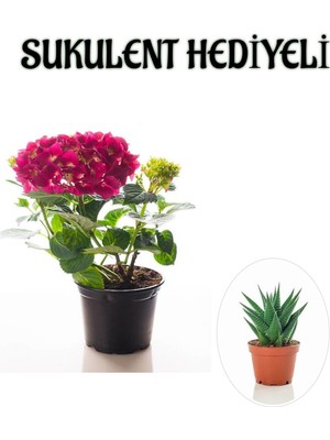 Mythriva Nura Botanik Fuşya Renk Ortanca Çiçeği, Sukulent Hediyeli, Bodur Çiçekli Bitki