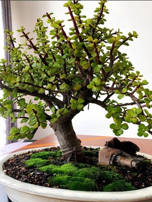 Mythriva Serada Decor & Plant Yeşim Çiçeği (Portulacaria Afra), 15-30 Cm, Saksılı Iç Mekan Bitkisi