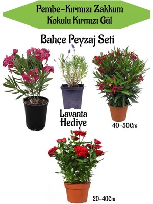Mythriva Nura Botanik Bahçe Seti, 1 Adet Kırmızı 1 Adet Pembe Zakkum, 1 Adet Kırmızı Gül, Hediye Lavanta