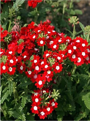 Mythriva Gardenbox Kırmızı Mine Çiçeği, 5-15 Cm, 2 Adet Saksılı Çiçekli Bodur Bitki, Verbena