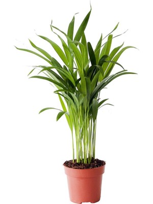 Mythriva Nura Botanik Dypsis Lutescens Areca Palm, Areka Palmiyesi Mini, 30 Cm, Yeşil