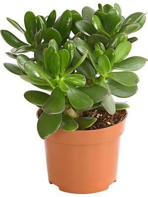 Mythriva Gardenbox Şans Çiçeği Crassula Ovata Ev Bitkisi Para Çiçeği 15-25CM