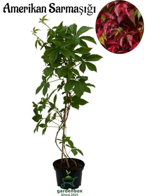 Mythriva Nura Botanik Amerikan Sarmaşığı, 50-75 Cm, Saksılı, Parthenocissus Quinquefolia