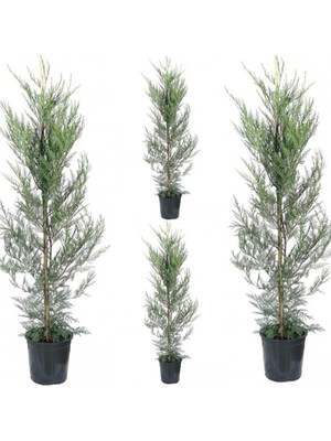 Mythriva Nura Botanik Leylandi Fidanı, 5 Adet, Tüplü Saksılı, 10-25 Cm, Çok Renkli