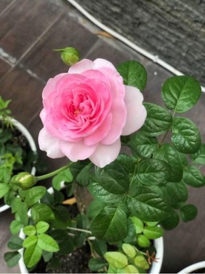 Mythriva Nura Botanik Pembe Yediveren Gül Fidanı, 10-15 Cm, Saksılı, Aşılı Gül, Pink Rose
