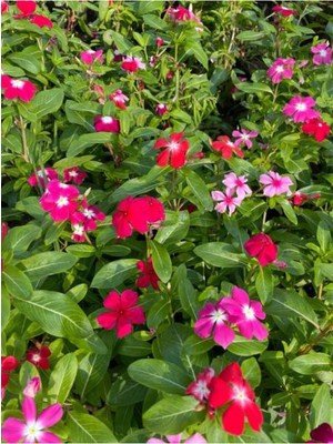 Mythriva Gardenbox Karışık Renkli Rozet Çiçeği, 5-15 Cm, 10 Adet Çiçekli Bodur Bitki, Catharanthus Roseus