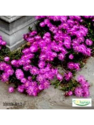 Mythriva Nura Botanik Mor Acem Halısı Fidanı 5-15 cm