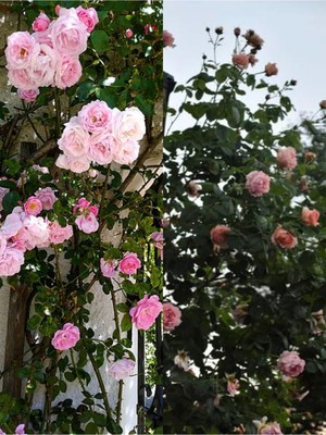 Mythriva Nura Botanik Sarmaşık Ponpon Pembe Renk, 100-150 Cm, Saksılı Aşılı Gül