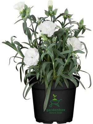 Mythriva Gardenbox Yoğun Kokulu Bodur Karanfil Çiçeği, Saksılı, 15-25CM, Beyaz