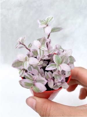 Mythriva Nura Botanik Mini Pembe Telgraf Çiçeği, 10-15 cm Saksılı Çiçekli Bodur Bitkiler, Tradescantia