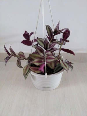 Mythriva Nura Botanik Mor Alacalı Zebra Yapraklı Telgraf Çiçeği, 1 Adet Saksılı, 30-50CM