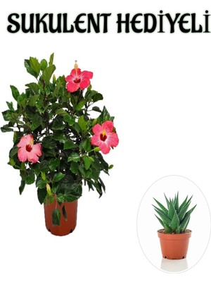 Mythriva Nura Botanik Pembe Japon Gülü Çiçeği, Sukulent Hediyeli, Çiçekli Bodur Bitki