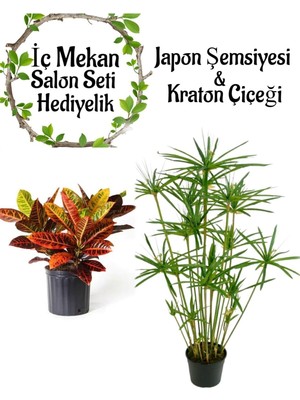 Mythriva Nura Botanik Japon Şemsiyesi (40-60CM) Saksılı + Kraton Bitkisi (20-40CM) Saksılı, Set