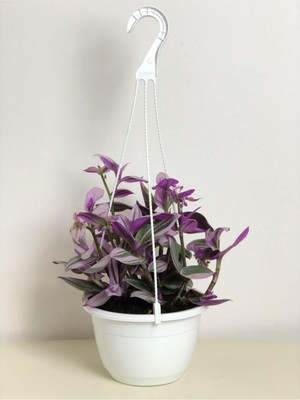 Mythriva Nura Botanik Tradescantia Nanouk Pembe Telgraf Çiçeği, Askılı Saksı
