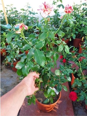 Mythriva Nura Botanik Sihirbaz Türkiyem Kokulu Aşılı Gül Fidanı, 50-90 Cm, Saksılı, Magician Rose