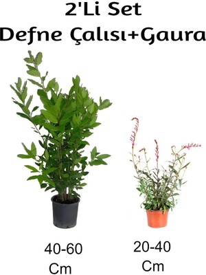 Mythriva Nura Botanik Defne Çalısı + Gaura Çiçeği 2'li Set Dış Mekan Bitkisi