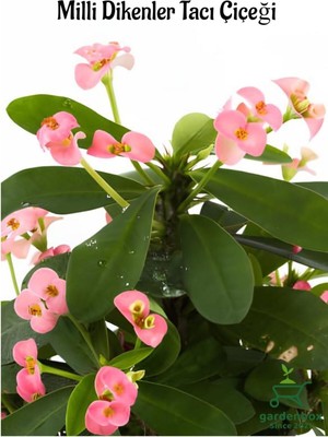 Mythriva Nura Botanik Şeker Pembe Milii Dikenler Tacı, 20-25 Cm, Euphorbia Milii Pink