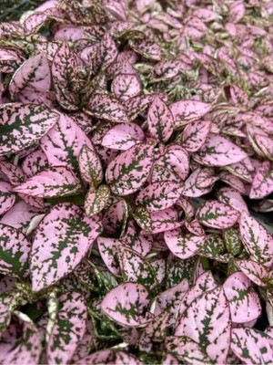 Mythriva Serada Decor & Plant Pembe Hypoestes Çiçeği, 10-15 Cm, Pembe Yapraklı