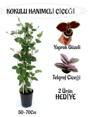 Mythriva Nura Botanik Mis Kokulu Hanımeli Çiçeği 1 Adet + Yaprak Güzeli ve Telgraf Çiçekleri Hediye, 50-70 cm
