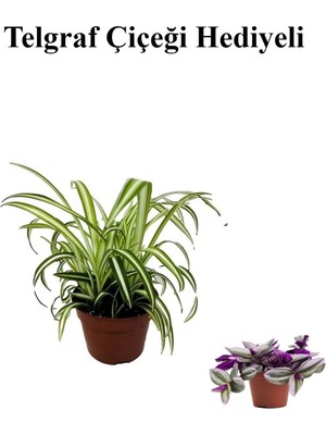Mythriva Serada Decor & Plant Sarı Yeşil Yapraklı Kurdele Çiçeği, Telgraf Hediyeli